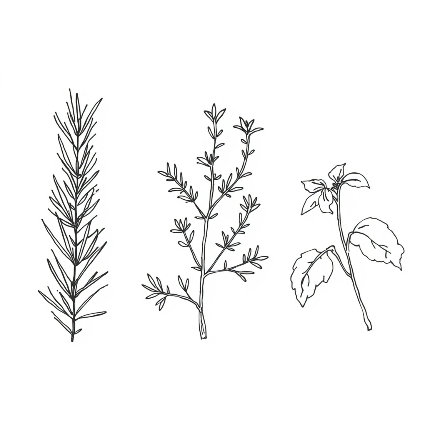 Botanisch kruiden trio canvas schilderij met fijne lijntekeningen van rozemarijn, tijm en salie op witte achtergrond — keuken wanddecoratie
