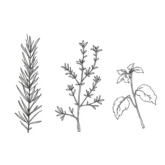 Botanisch kruiden trio canvas schilderij met fijne lijntekeningen van rozemarijn, tijm en salie op witte achtergrond — keuken wanddecoratie
