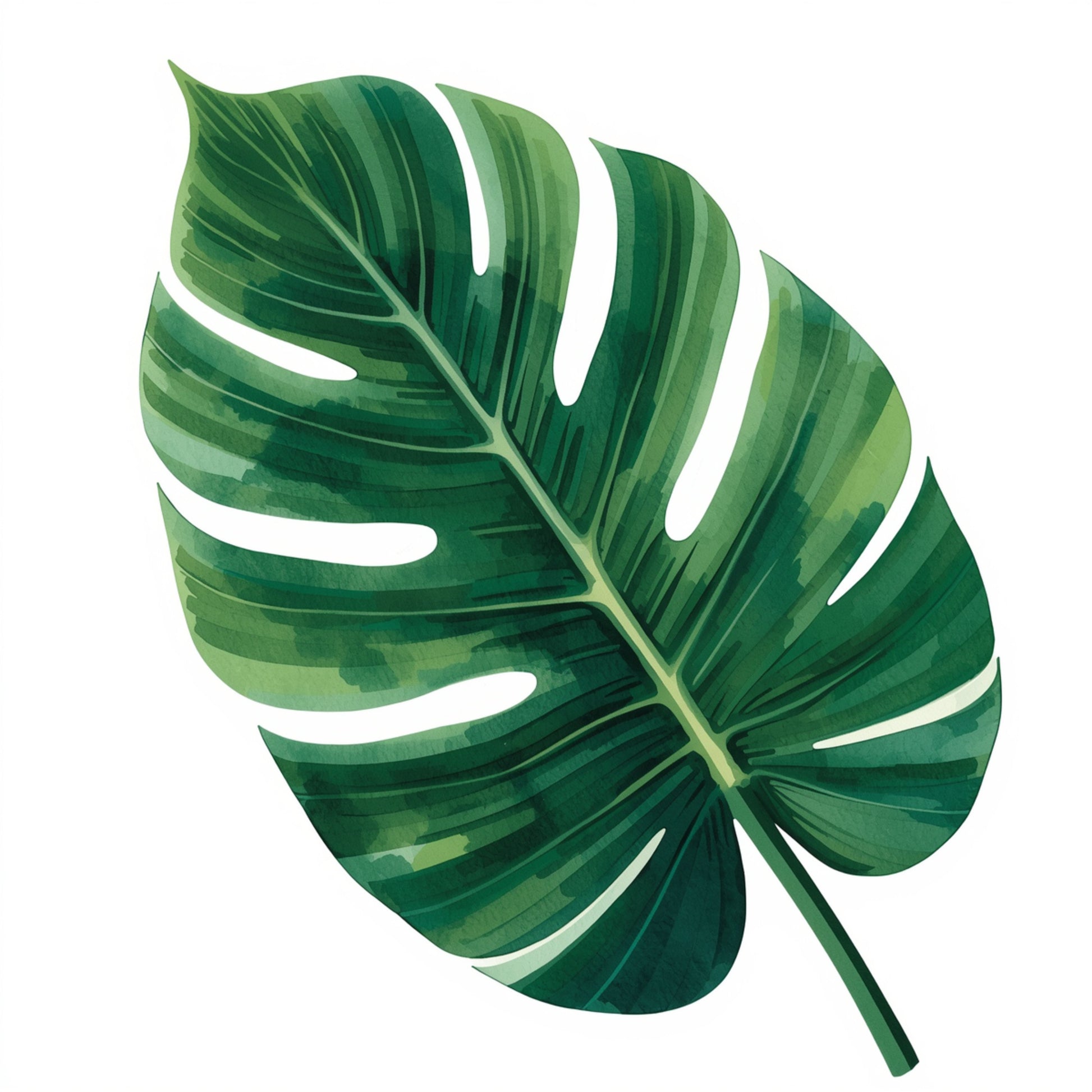Monstera blad schilderij met groot weelderig donkergroen monstera blad met karakteristieke witte inkepingen en sierlijke bladnerven op strakke witte achtergrond – gedetailleerde aquarel wall art print
