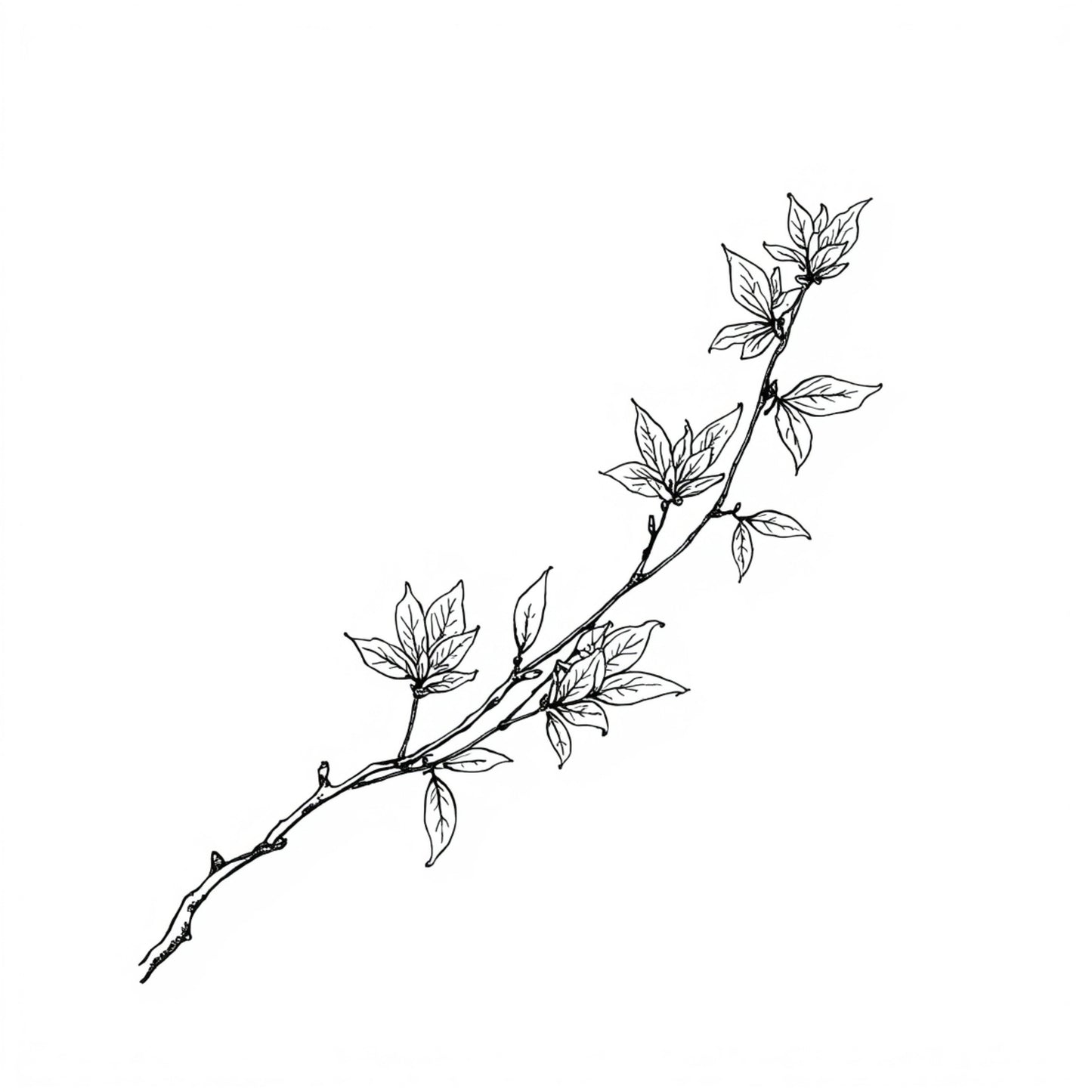 Botanisch schilderij met fijne zwarte magnoliatak met delicate witte bloesems en knoppen in diagonale compositie op helder wit fond – elegant tijdloos wall art print voor de logeerkamer
